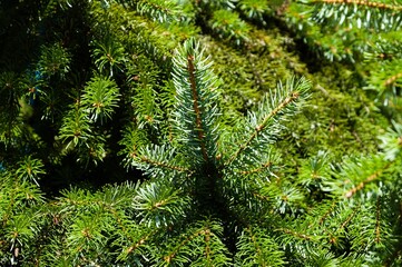 Close-up shot of a green coniferous tree with spiky needles extending outwards