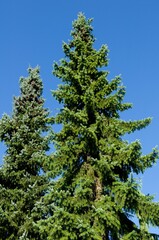 Scenic landscape featuring two conifers against the backdrop of a blue sky