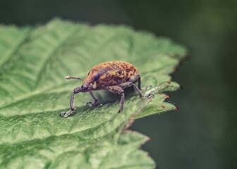 Close-up of a weevil with yellow and brown pattern on a green leaf