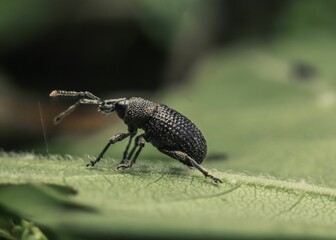Close-up shot of a black weevil on a green leaf
