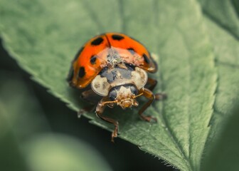 Close-up shot of a vibrant ladybird on a leaf