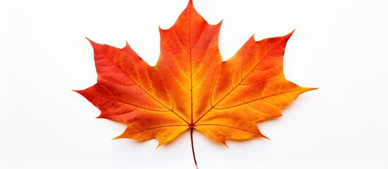 Fototapeta premium maple autumn leaf on white background. copy space available