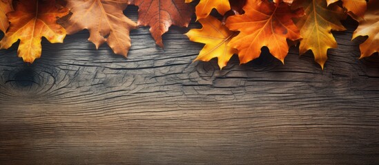 autumn oak leaves on weathered wooden background. copy space available