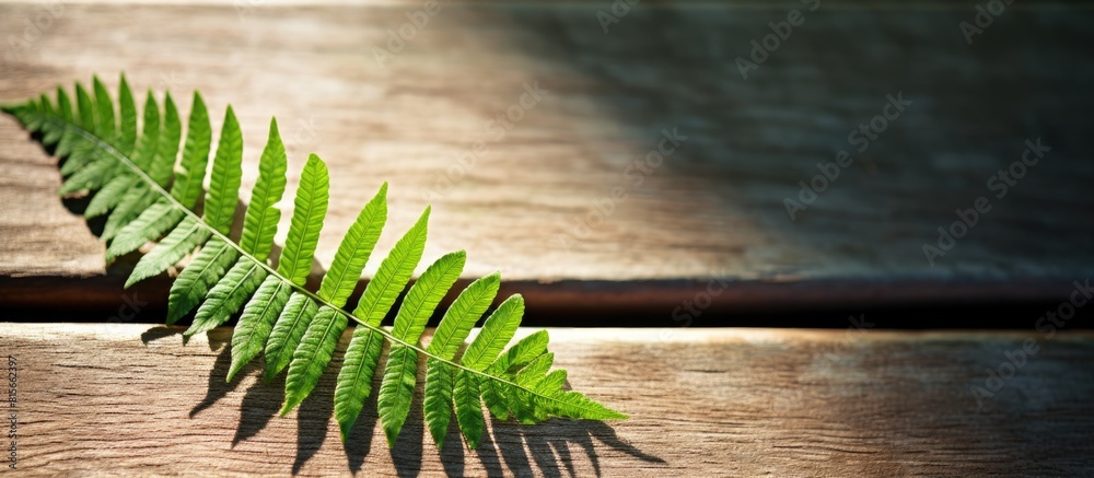 Aufkleber green fern leaf on an old wooden background the shadow of the fern sheet on a wooden background. cop