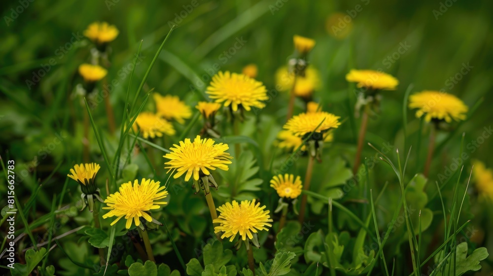 Sticker many small yellow dandelions growing in the wild meadow alongside grass