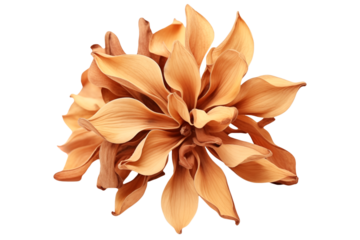 Sandalwood flower isolated on a transparent background.