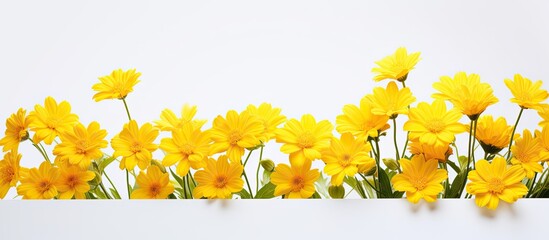 background of yellow flowers on white background yellow flowers on white background with copy space