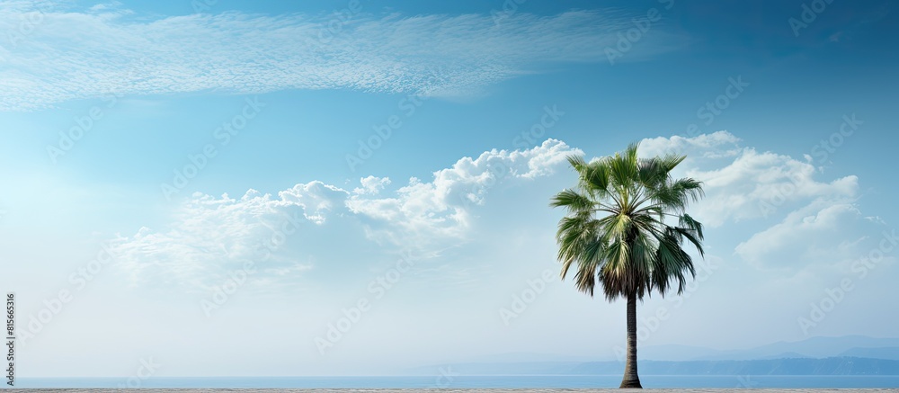 Poster Lonely palm tree with cloudy sky background. copy space available