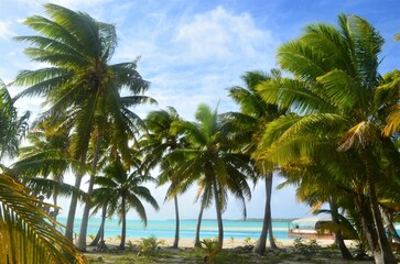 Obraz premium Scenic view of palm trees on South Pacific Island