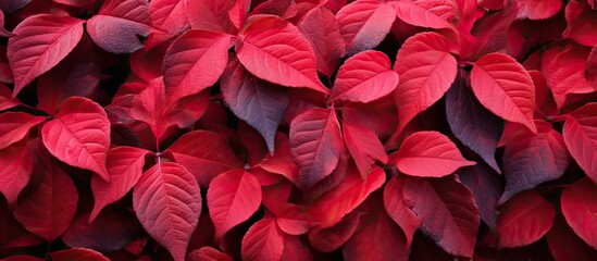 Beautiful photo of red leaves. copy space available
