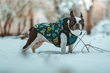 Adorable french bulldog in a sweater having fun and enjoying the snow
