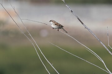 Sparrow perched on a tree branch with a soft, out-of-focus background.