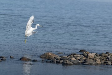 Great egret soaring through the sky above a lake.