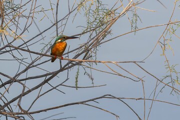 Kingfisher perched atop a branch surrounded by lush green foliage.
