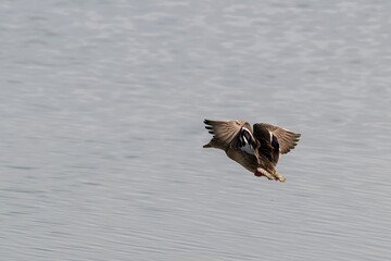 Duck soaring gracefully above a tranquil body of water.