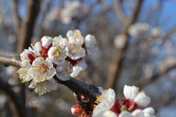 blossom in spring