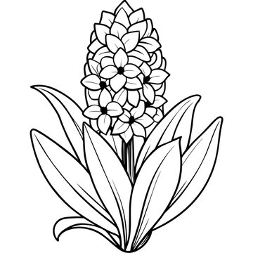 recommend clip art: Hyacinth flower outline illustration coloring book page design, Hyacinth flower black and white line art drawing coloring book pages for children and adults
                    