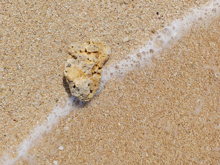 coral reef at tropical beach during summer, sadranan beach.