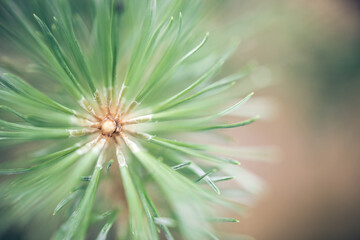 Closeup of pine needles with space on the right side