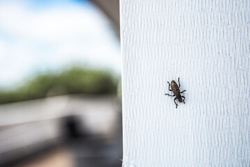 An insect outside on a white wooden wall during summer