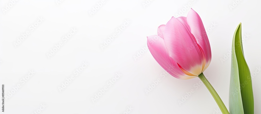 Poster colorful spring pink tulip flower in white background with text copy space