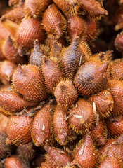 salak fruit with spines as background.