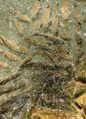 fish in cold water as background.