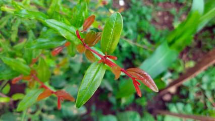 Pomegranate
Plant Branch and Leaves