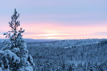 Scenic winter pathway lined with tall pine trees blanketed in the pristine snow in Lapland, Finland