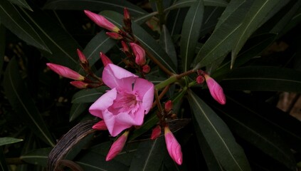 Oleander flower
