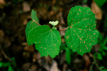 Aesthetic leaves in the forest with blur background