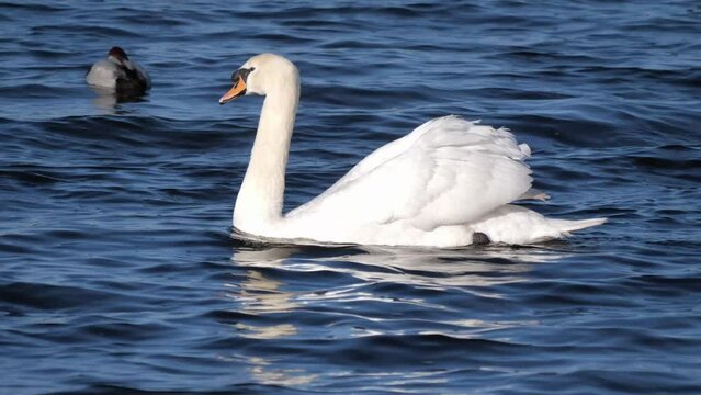 mute swan swimming rapidly by ducks