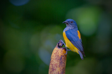 Obraz premium orange bellied flowerpecker