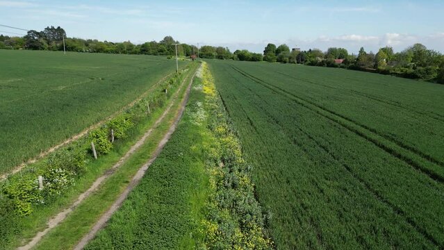 Arable Field Margin at the edge of a field of crops by a footpath allowing wild flowers to grow and provide for wildlife. May, Kent, UK