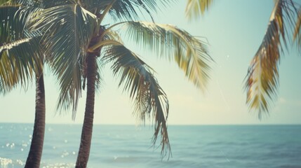 Minimalist, seaside, coconut trees, sunny, advanced tone, soft color,