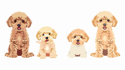 Cute dog of Toy Poodle breed. Happy miniature puppy 