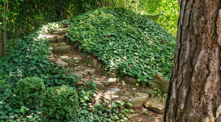 Stone steps lead to a hill curled with ivy. Green English ivy (Hedera helix, European ivy) and...