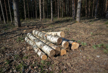 cut birch tree logs in the forest