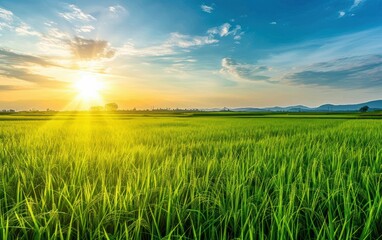 Obraz premium Sunset Over Lush Green Paddy Field