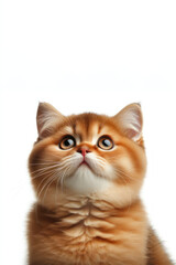 Fototapeta premium funny cat looking up Isolated on white background