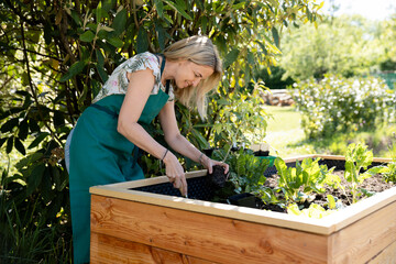 young woman, gardener planting young tomato plants in a raised bed