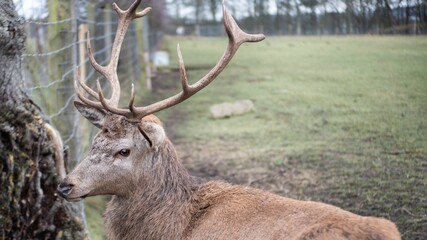 Majestic white-tailed deer is standing next to a tall tree in a lush green meadow