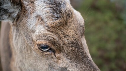 White-tailed deer standing in a grassy field, gazing upward with its head close to the ground
