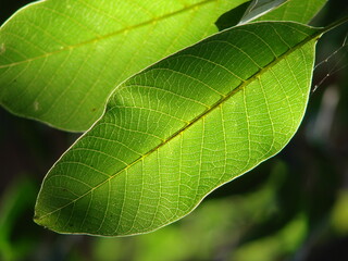 close up of green walnut leaves