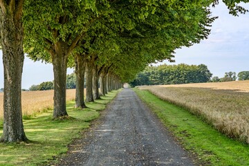 a bunch of trees lining the side of a country road