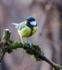 Great tit (Parus major) perched on a mossy tree branch, looking off into the distance