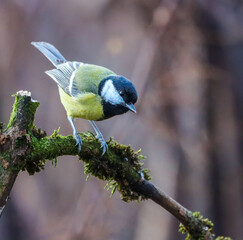 Great tit (Parus major) perched on a mossy tree branch, looking off into the distance