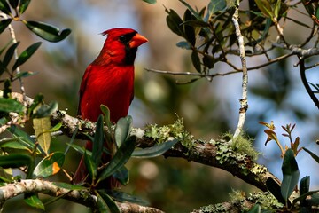 Cute, small red cardinal perched on a tree branch in a lush, green forest in Florida