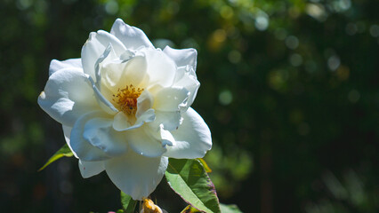 Single delicate white rose standing out amongst a field