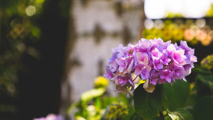 Nature scene featuring a plant with vibrant purple hydrangea flowers